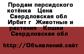 Продам персидского котёнка › Цена ­ 1 200 - Свердловская обл., Ирбит г. Животные и растения » Кошки   . Свердловская обл.